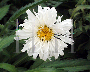 Picture of Leucanthemum x superbum 'Crazy Daisy'