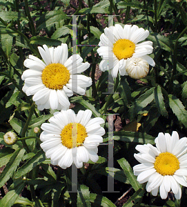 Picture of Leucanthemum x superbum 'Marconi'