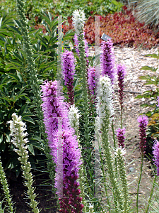 Picture of Liatris spicata 'Floristan Violet'