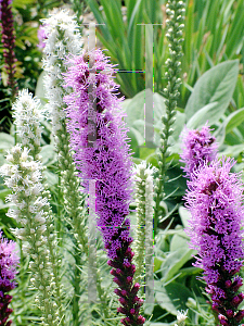 Picture of Liatris spicata 'Floristan Violet'