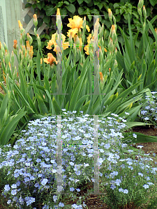 Picture of Linum perenne 'Nanum Sapphire'