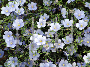 Picture of Linum perenne 'Nanum Sapphire'