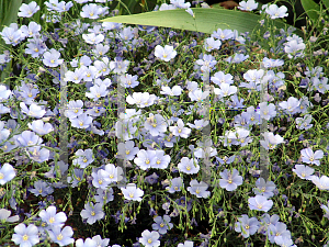 Picture of Linum perenne 'Nanum Sapphire'