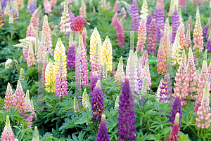 Picture of Lupinus polyphyllus 'Popsicle'