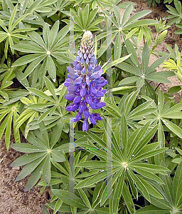 Picture of Lupinus polyphyllus 'The Governor'