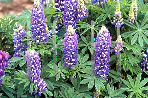 Picture of Lupinus polyphyllus 'The Governor'