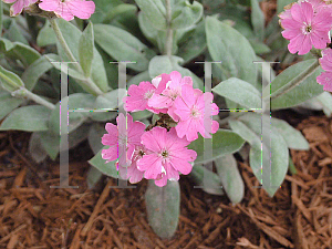 Picture of Lychnis flos-jovis 'Peggy'