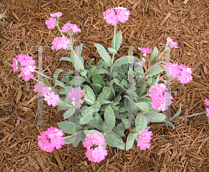 Picture of Lychnis flos-jovis 'Peggy'