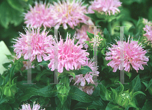 Picture of Monarda  'Petite Wonder'