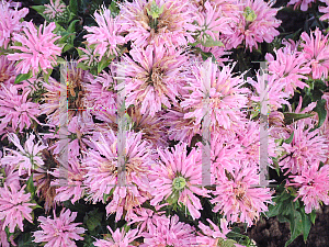 Picture of Monarda  'Petite Wonder'