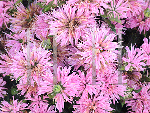 Picture of Monarda  'Petite Wonder'