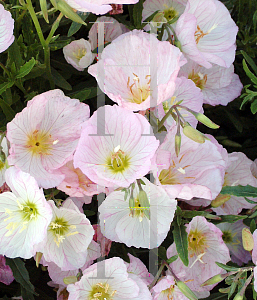 Picture of Oenothera speciosa 'Siskiyou'