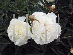 Picture of Paeonia  'White'