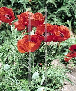 Picture of Papaver orientale 'Allegro'