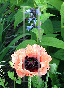 Picture of Papaver orientale 'Pink Ruffles'