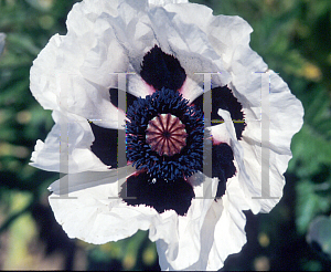 Picture of Papaver orientale 'Royal Wedding'