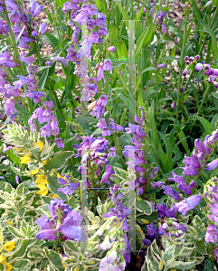 Picture of Penstemon strictus 