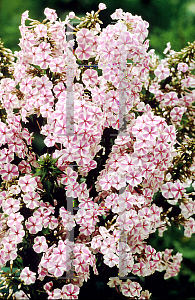 Picture of Phlox maculata 'Natasha'