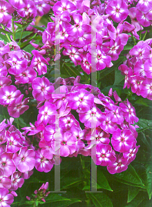 Picture of Phlox paniculata 'Laura'