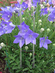 Picture of Platycodon grandiflorus 'Fuji Blue'