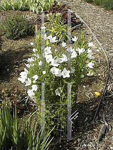 Picture of Platycodon grandiflorus 'Fuji White'