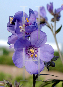 Picture of Polemonium yezoense 'Purple Rain'