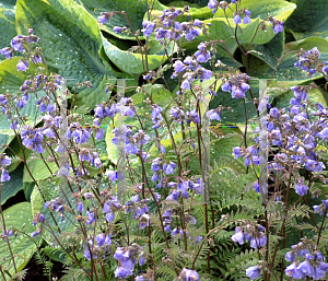 Picture of Polemonium yezoense 'Purple Rain'