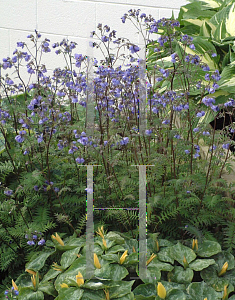 Picture of Polemonium yezoense 'Purple Rain'