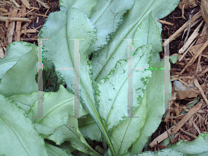 Picture of Pulmonaria longifolia 'Diana Clare'