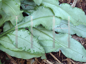 Picture of Pulmonaria longifolia 'Diana Clare'