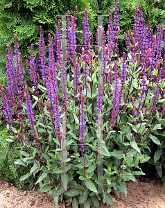 Picture of Salvia nemorosa 'Caradonna'