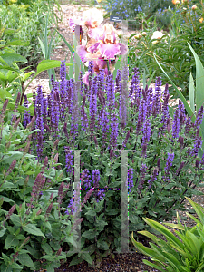 Picture of Salvia nemorosa 'Caradonna'