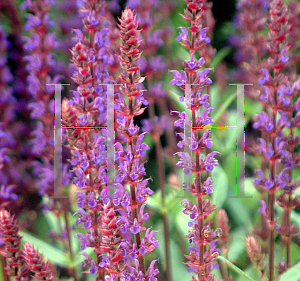 Picture of Salvia nemorosa 'Caradonna'