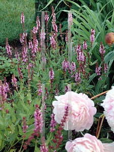 Picture of Salvia x sylvestris 'Rose Queen'