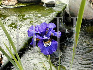 Picture of Iris sibirica 'Over in Gloryland'