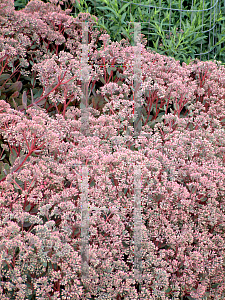 Picture of Hylotelephium  'Rosy Glow'