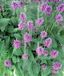 Picture of Stachys monnieri 'Hummelo'