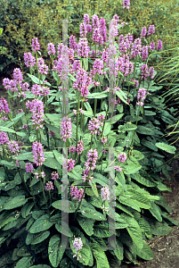 Picture of Stachys monnieri 'Hummelo'