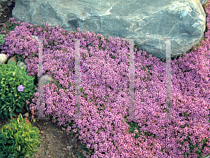 Picture of Thymus praecox 'Coccineus'