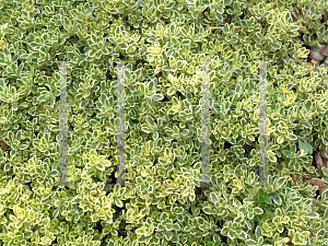 Picture of Thymus praecox 'Highland Cream'