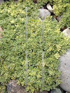 Picture of Thymus praecox 'Highland Cream'