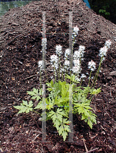 Picture of Tiarella  'Butterfly Wings'