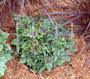 Picture of Tiarella  'Neon Lights'