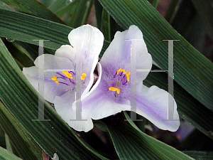 Picture of Tradescantia x andersoniana 'Bilberry Ice'