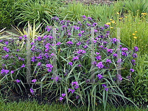 Picture of Tradescantia x andersoniana 'Concord Grape'