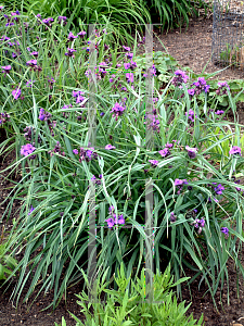 Picture of Tradescantia x andersoniana 'Concord Grape'