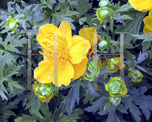 Picture of Trollius x cultorum 'Golden Queen'