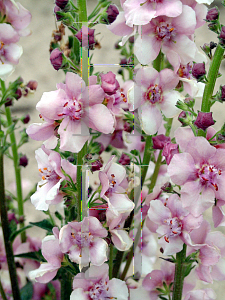 Picture of Verbascum  'Raspberry Ripple'