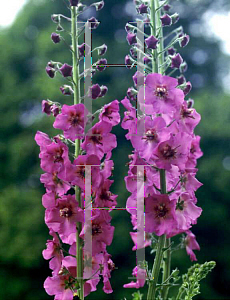 Picture of Verbascum  'Summer Sorbet'