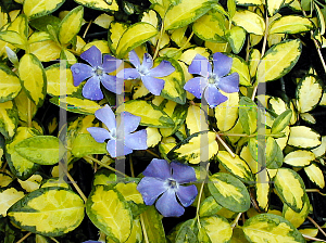 Picture of Vinca minor 'Illumination'